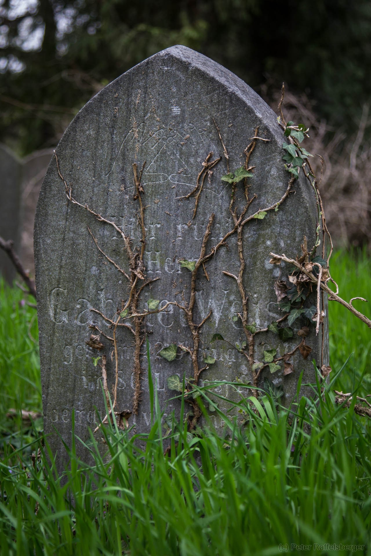 Vienna Central Graveyard Spring