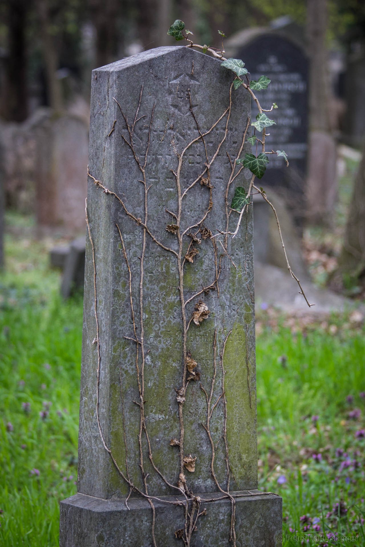 Wien Zentralfriedhof Frühjahr