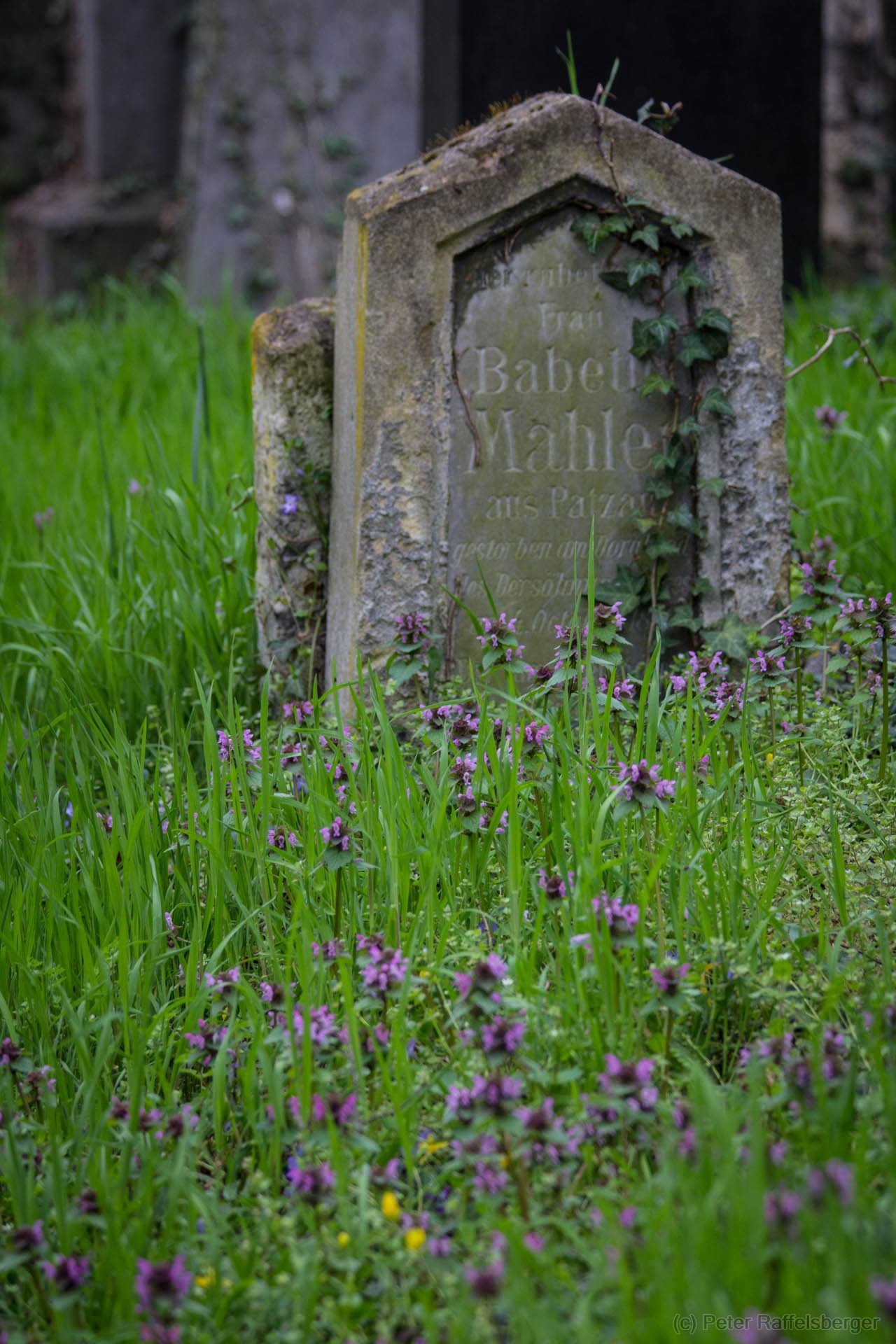 Vienna Central Graveyard Spring