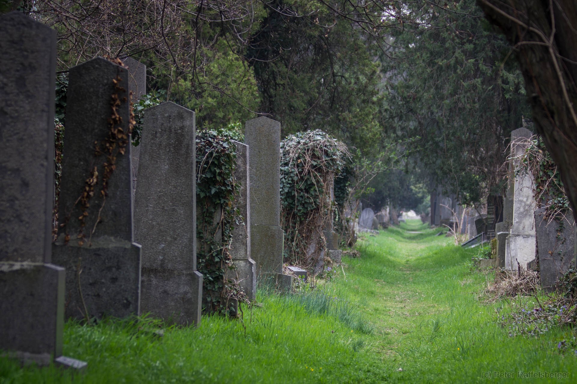 Vienna Central Graveyard Spring