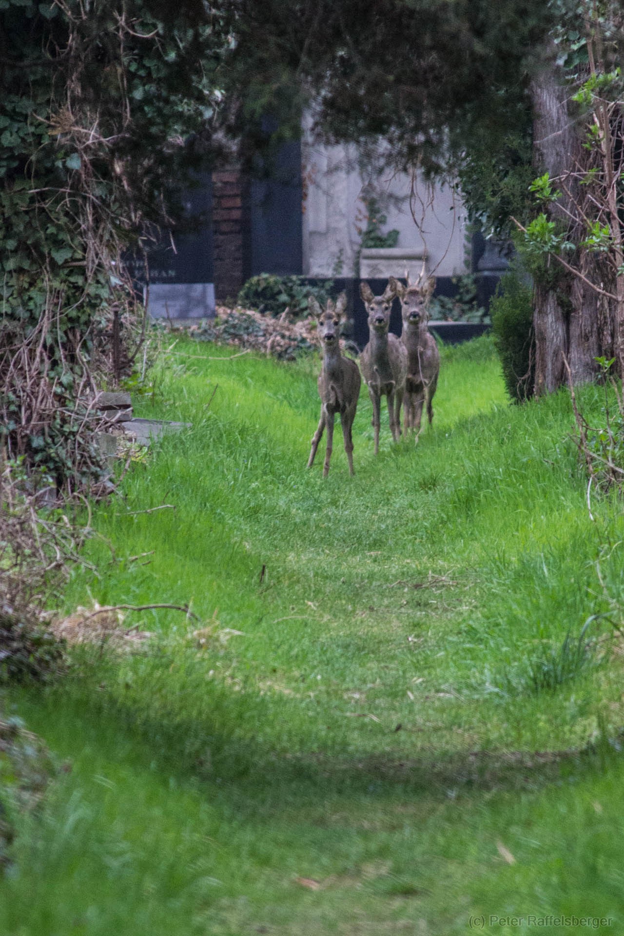 Vienna Central Graveyard Spring