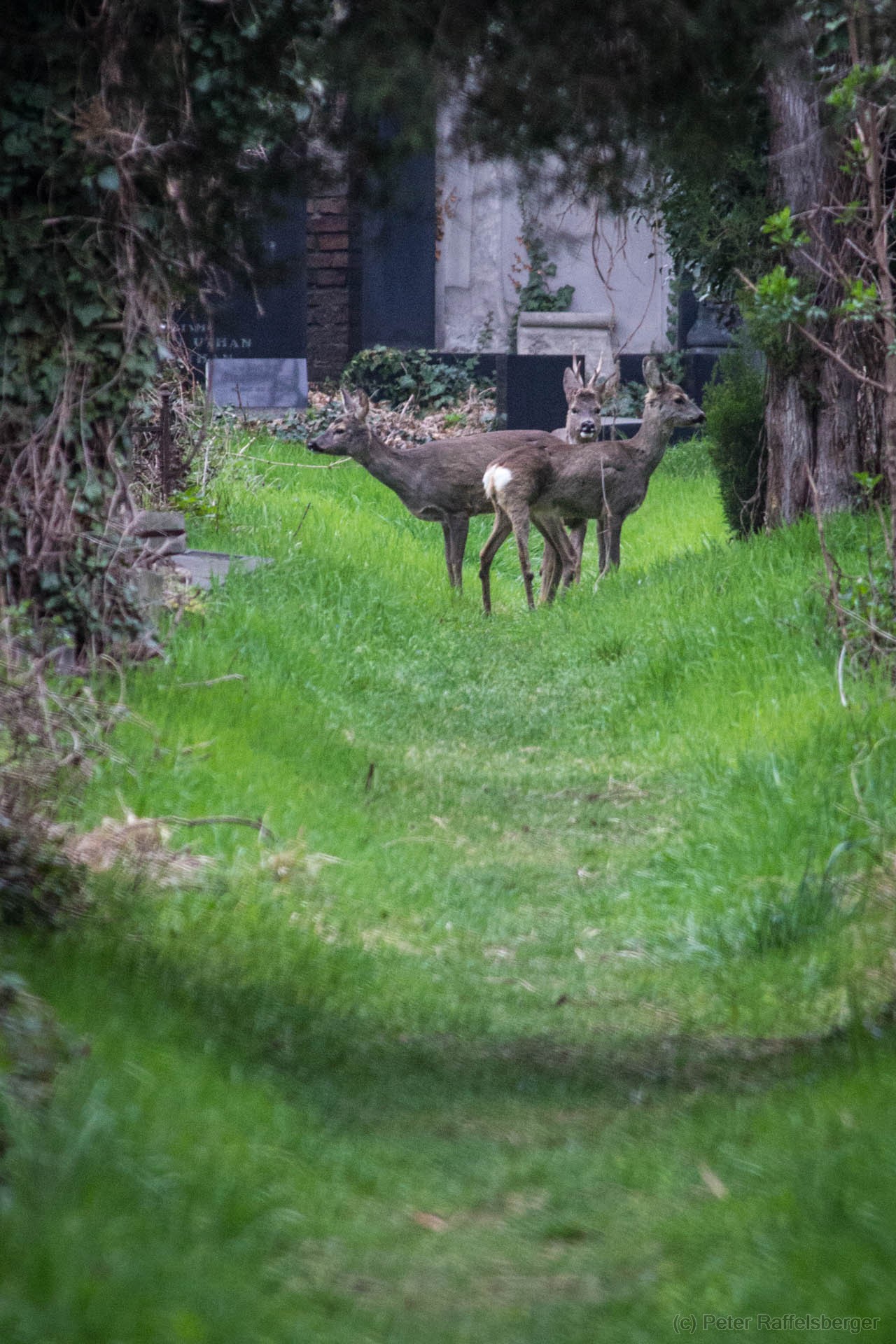 Wien Zentralfriedhof Frühjahr