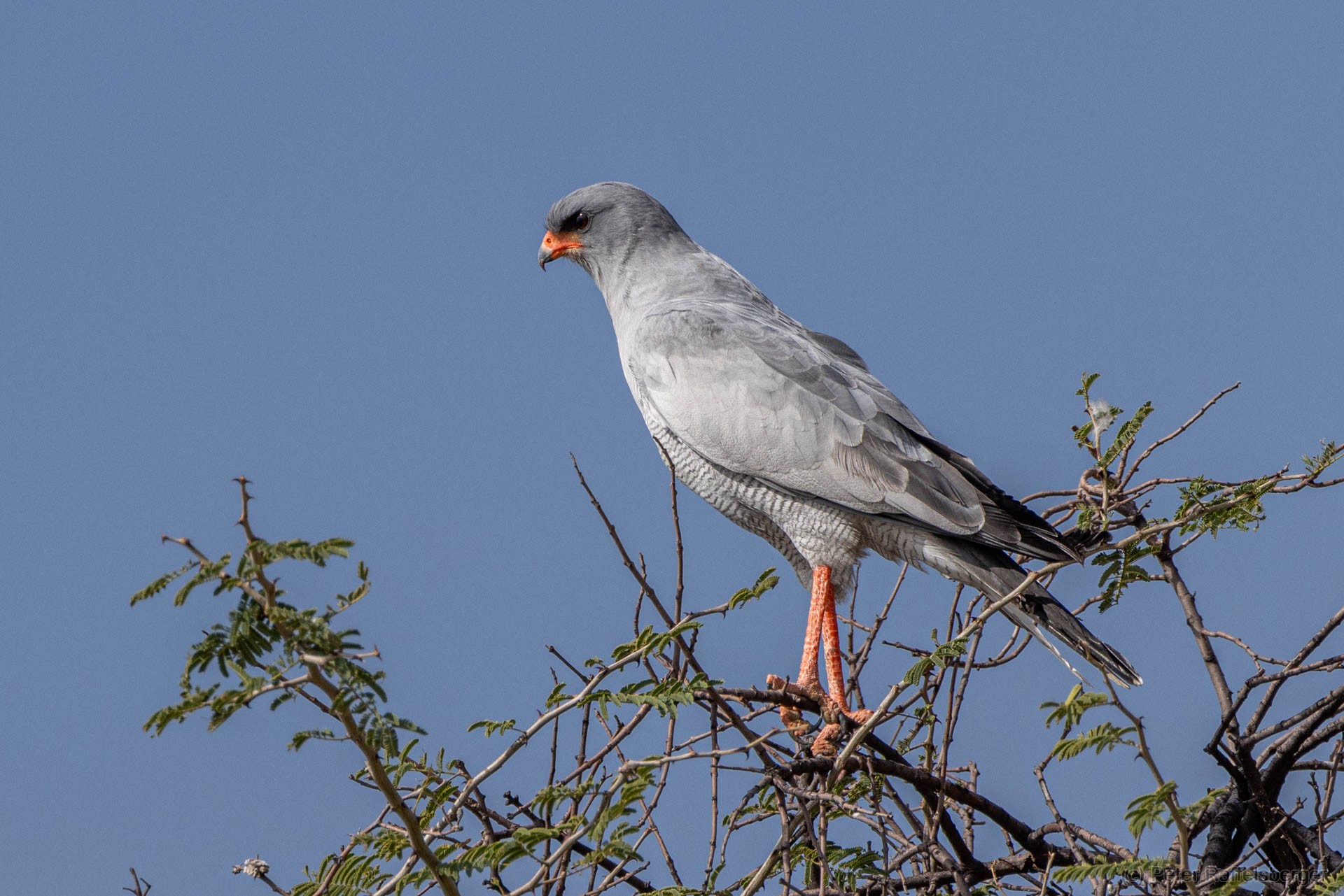 Windhoek, Okonjima, Etosha National Park