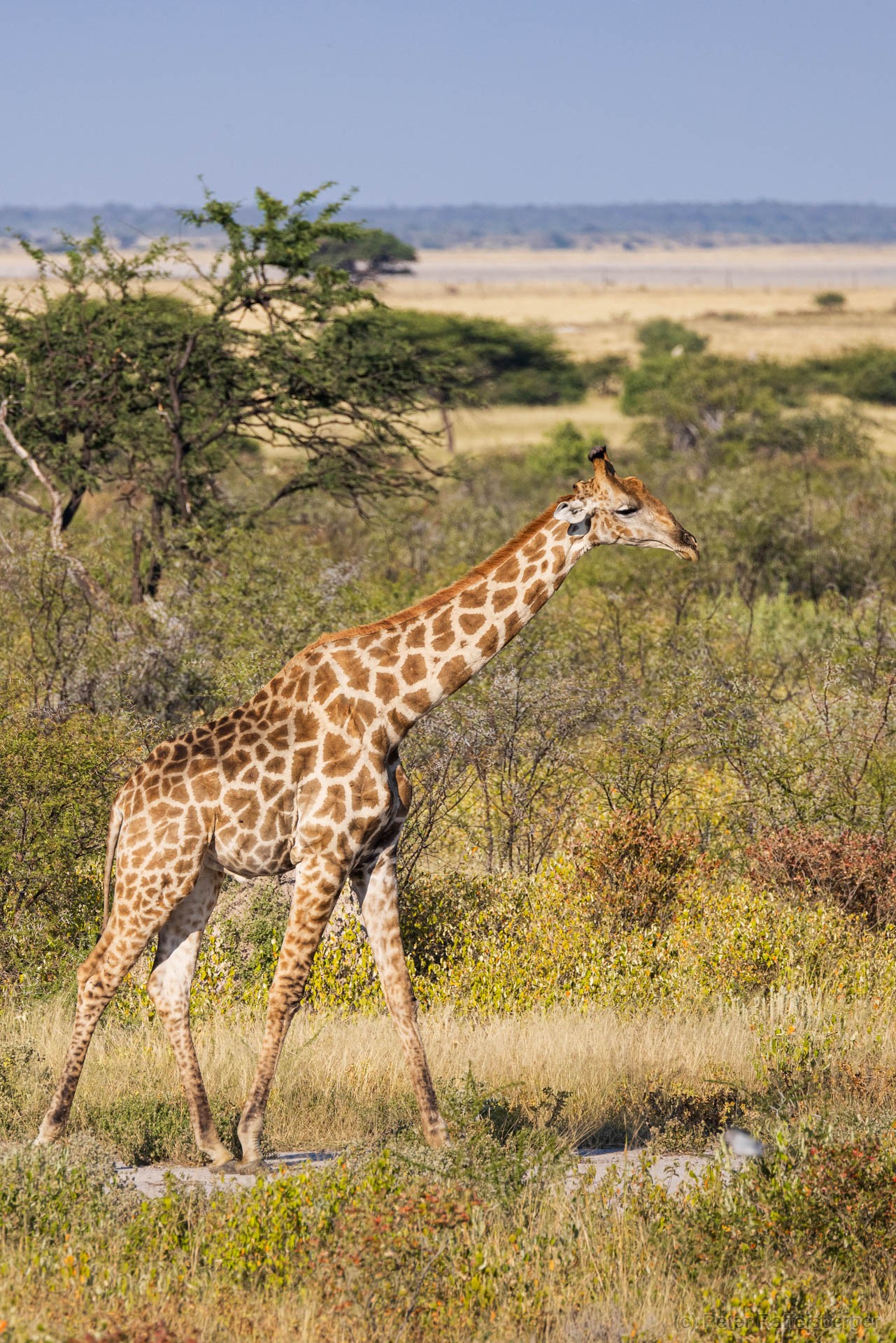 Windhoek, Okonjima, Etosha National Park