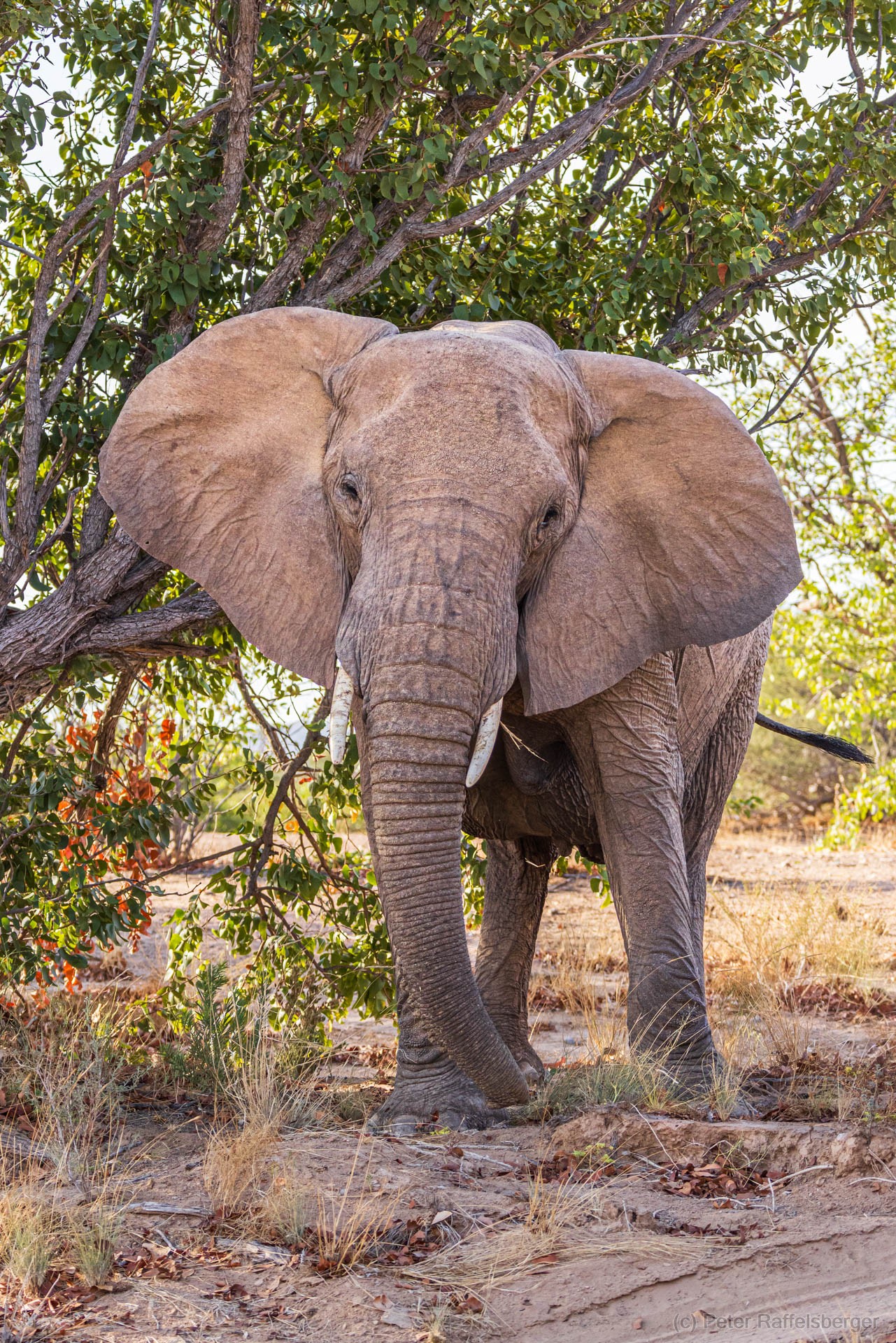 Damaraland, Swakopmund, Walvis Bay