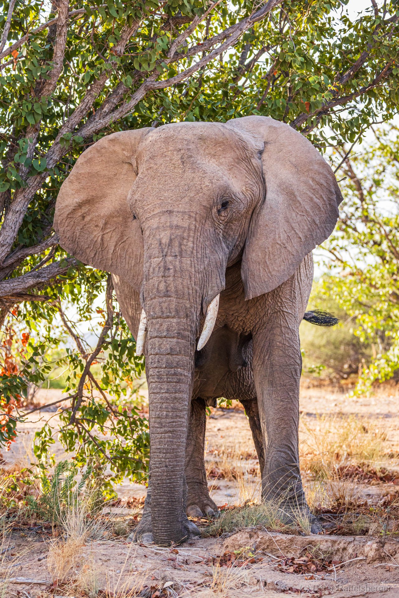 Damaraland, Swakopmund, Walvis Bay