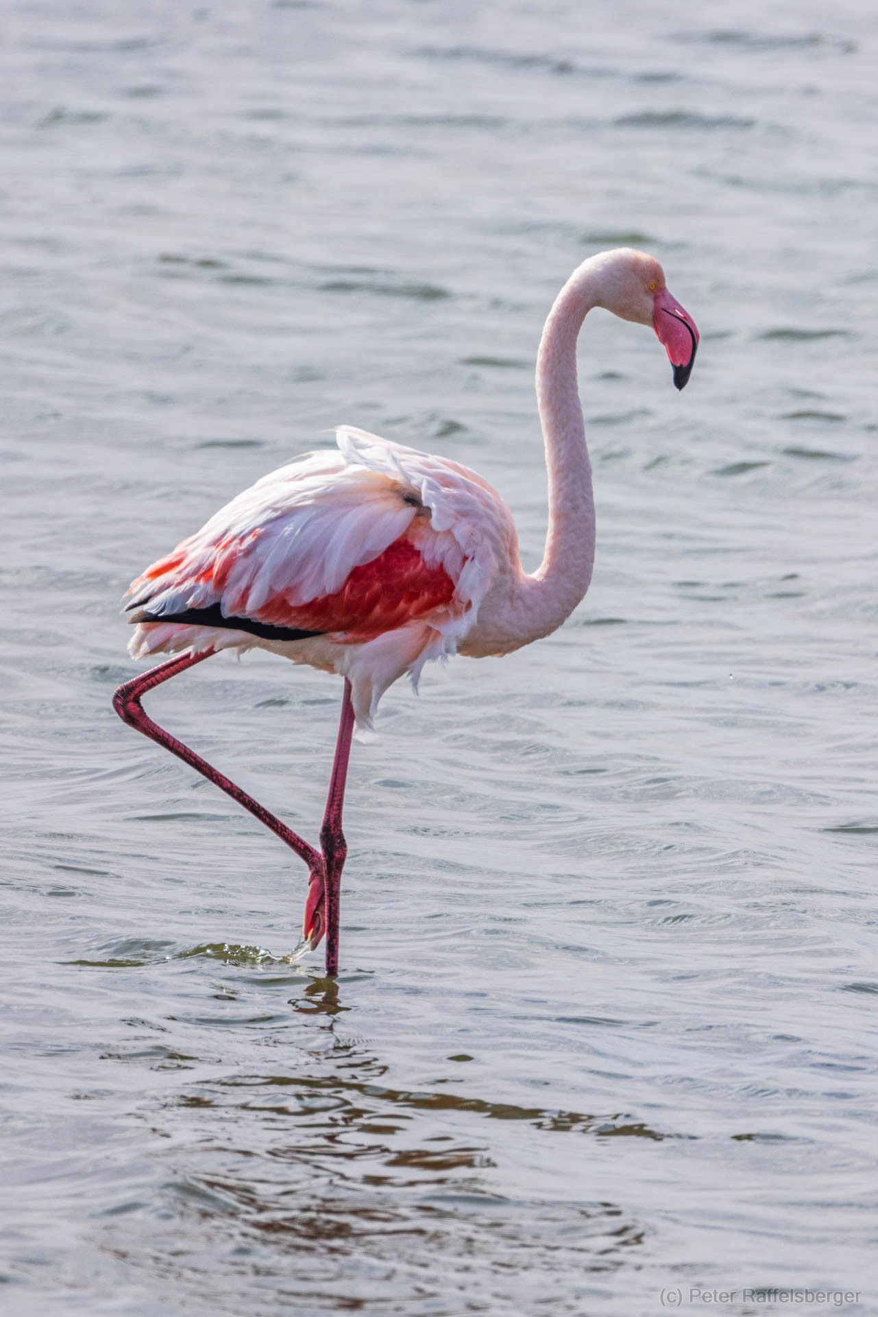 Damaraland, Swakopmund, Walfischbucht