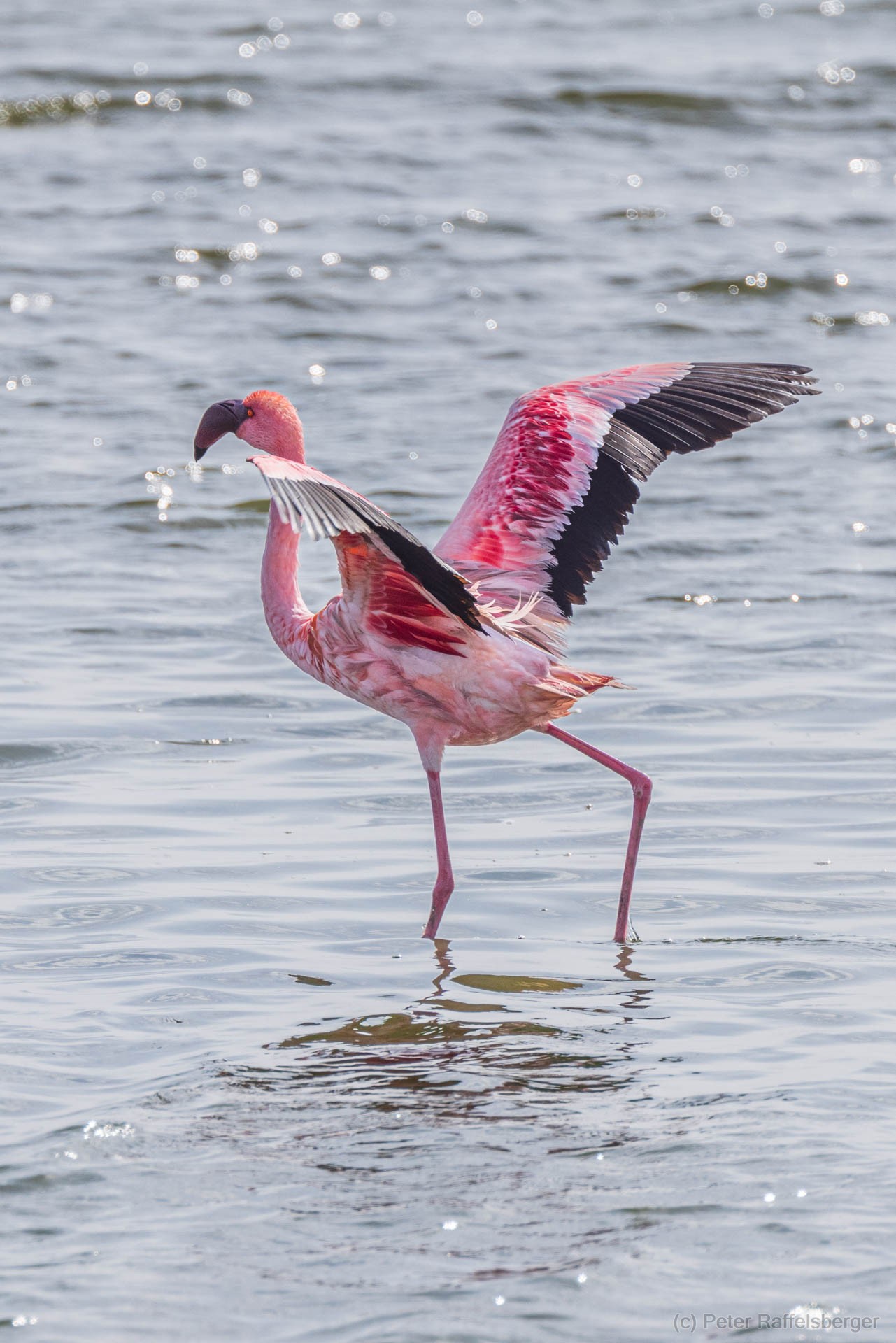 Damaraland, Swakopmund, Walvis Bay