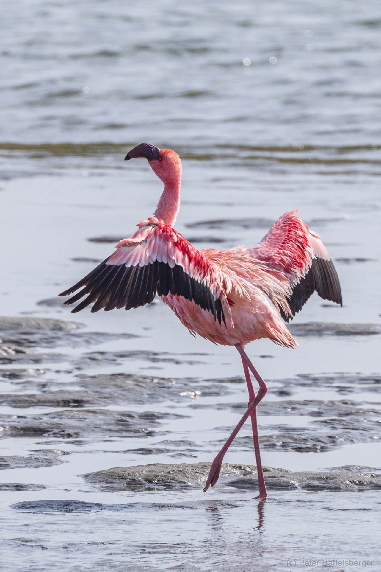 Damaraland, Swakopmund, Walvis Bay