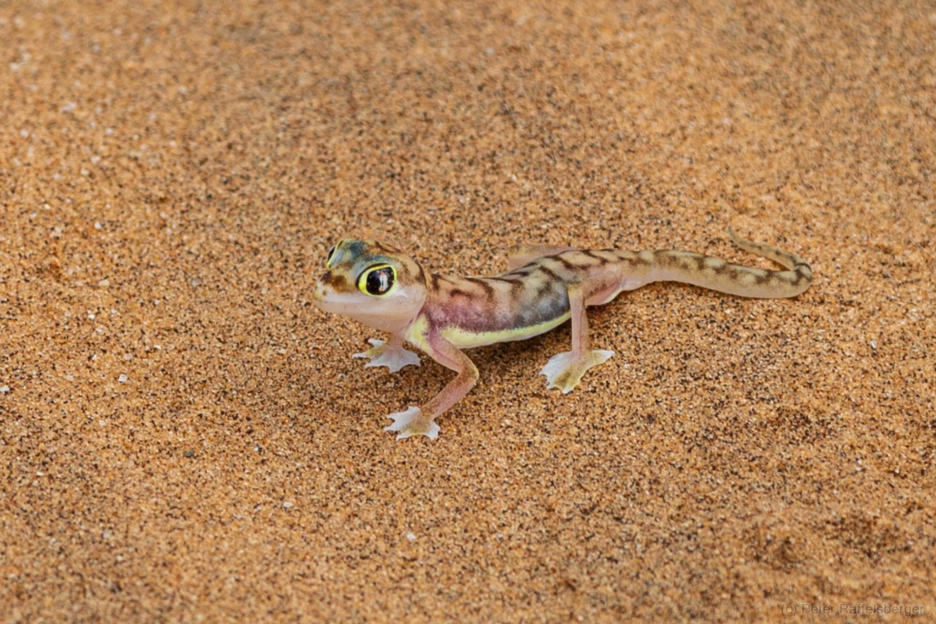 Damaraland, Swakopmund, Walfischbucht