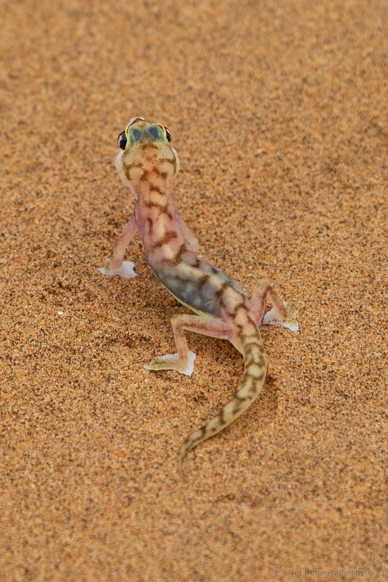 Damaraland, Swakopmund, Walfischbucht
