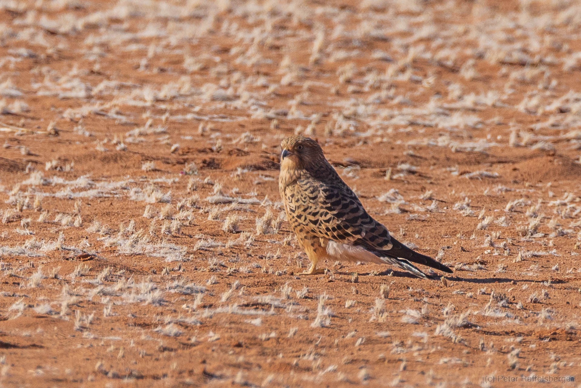 Sesriem, Sossusvlei, Namib-Naukluft-Nationalpark, Kalahari
